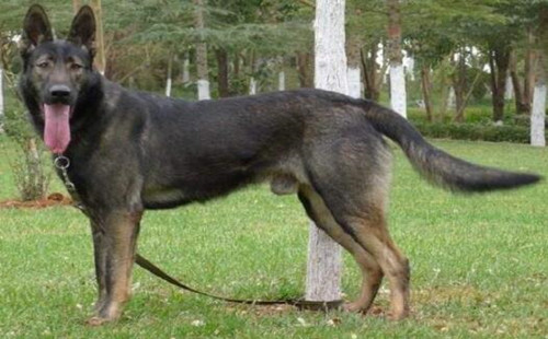 中国昆明犬