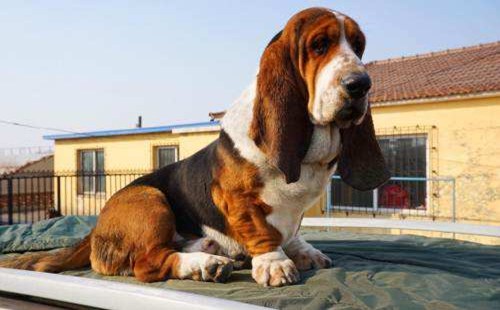 巴吉度犬