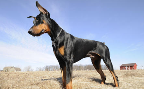 多伯曼犬