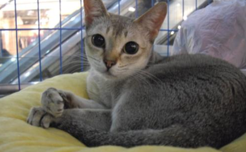 新加坡猫