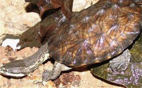 南美蛇颈龟