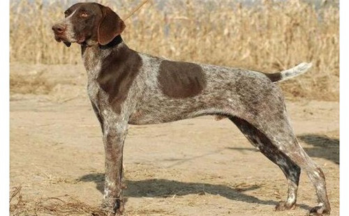 指示犬