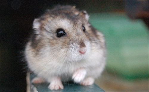 小鼠