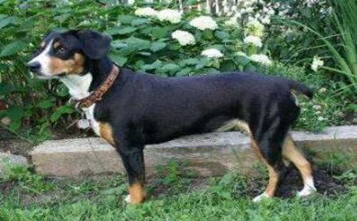巴伐利亚山地犬