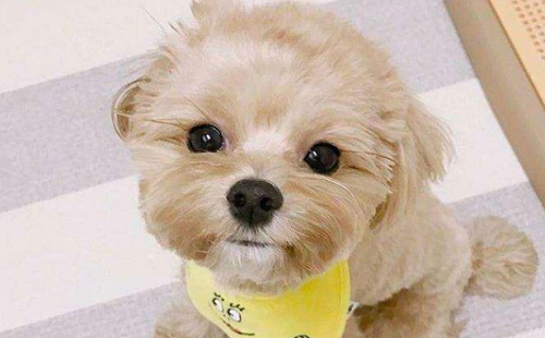 马尔泰犬