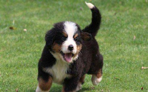 伯恩山犬