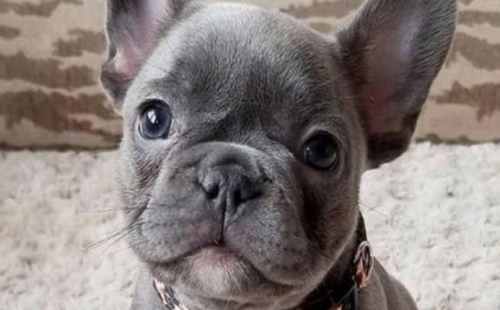 蓝牛犬