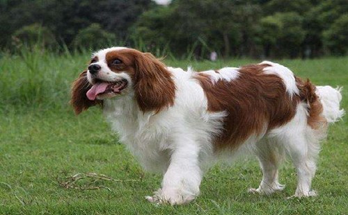 骑士查理王小猎犬