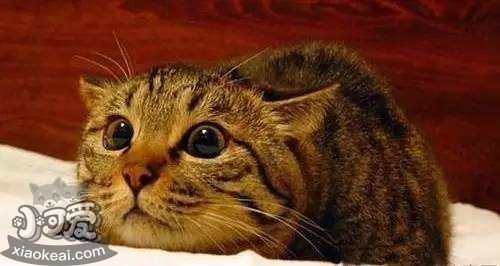 中国狸花猫感冒了怎么办 狸花猫感冒预防方法