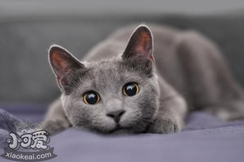 俄罗斯蓝猫一窝能生几只小猫