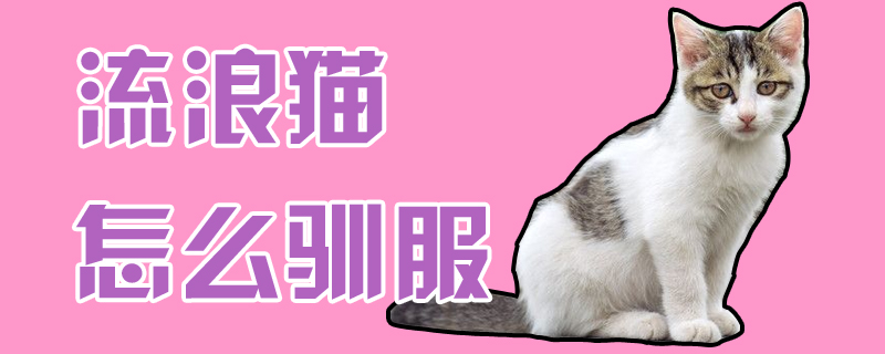 流浪猫怎么驯服