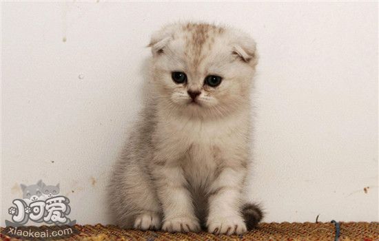 折耳猫遗传病