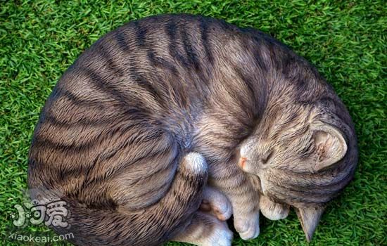 挪威森林猫怎么洗澡