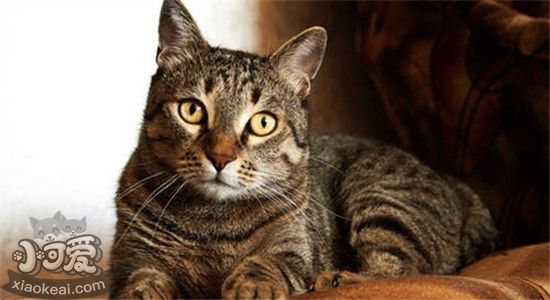 褴褛猫奶水不足怎么回事