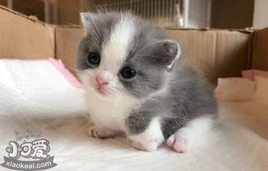 曼基康猫产后呕吐怎么回事