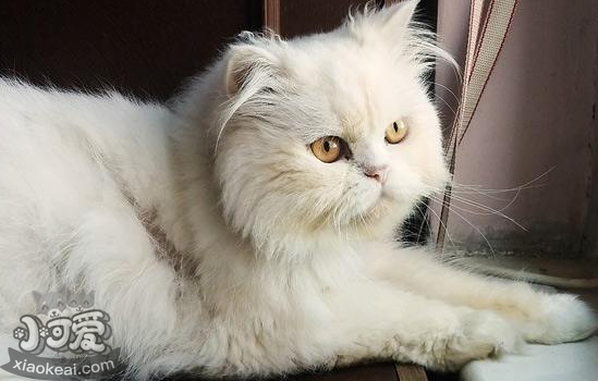 波斯猫怀孕多久可以生