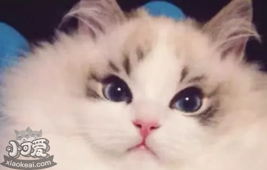 布偶猫不怕痛