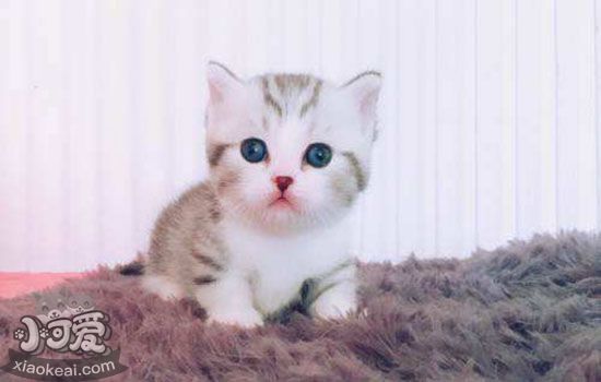两周小奶猫身上有跳蚤