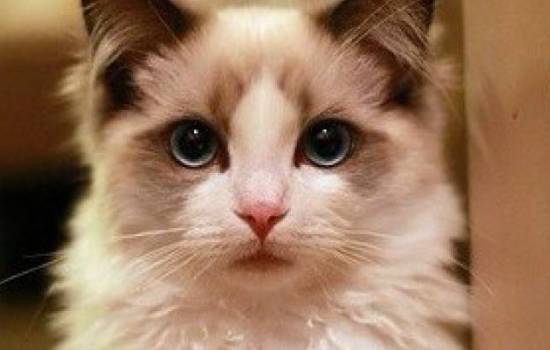 布偶猫三个月脸尖