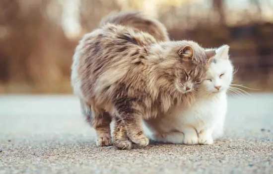 为什么流浪猫的耳朵会有缺口