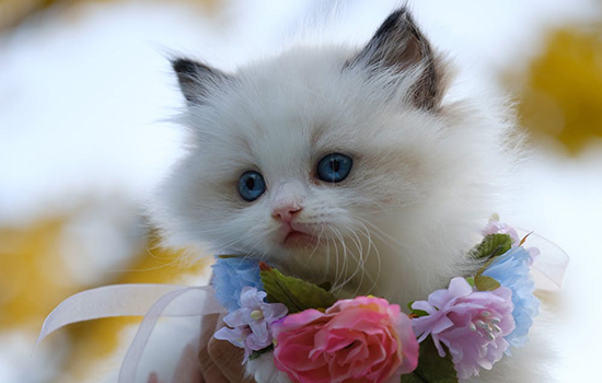 小奶猫是什么意思