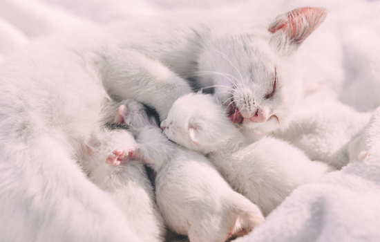 小奶猫眼睛流脓