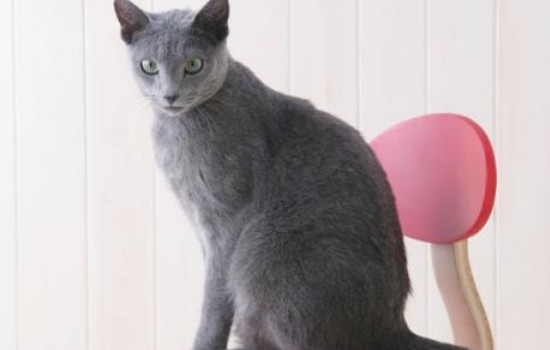 蓝猫属于什么品种