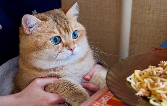 小奶猫怎么养壮