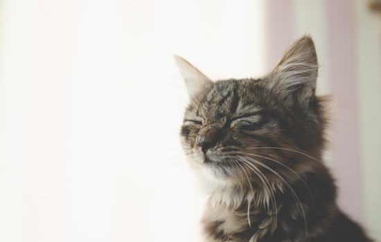 狸花猫是管教还是放养