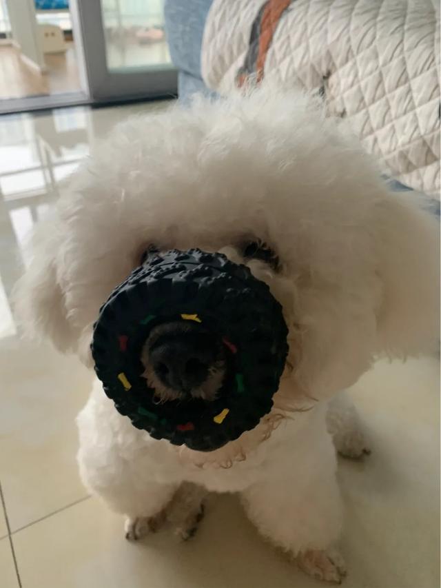 比熊犬一般卖多少钱？