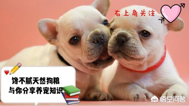 养泰迪犬需要面对什么难题？