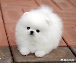 新手饲养博美犬需要知道哪些事？