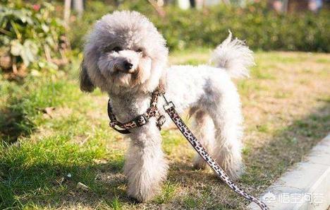 遛泰迪犬要注意什么？