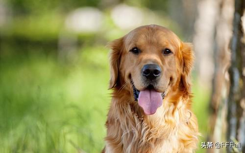 几个金毛犬的喂食注意事项？
